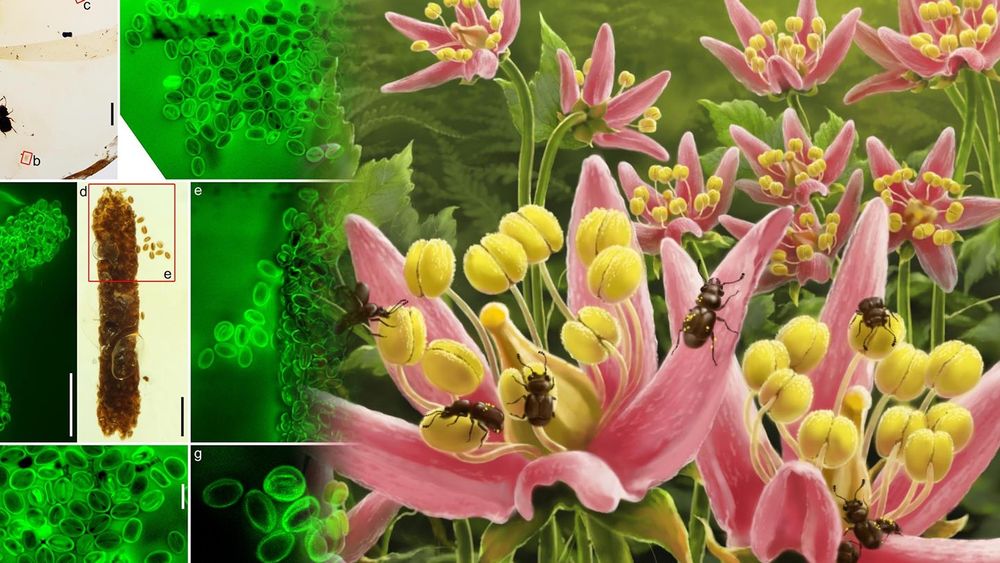 Des chercheurs découvrent le dernier repas d'un pollinisateur de l'ère des dinosaures