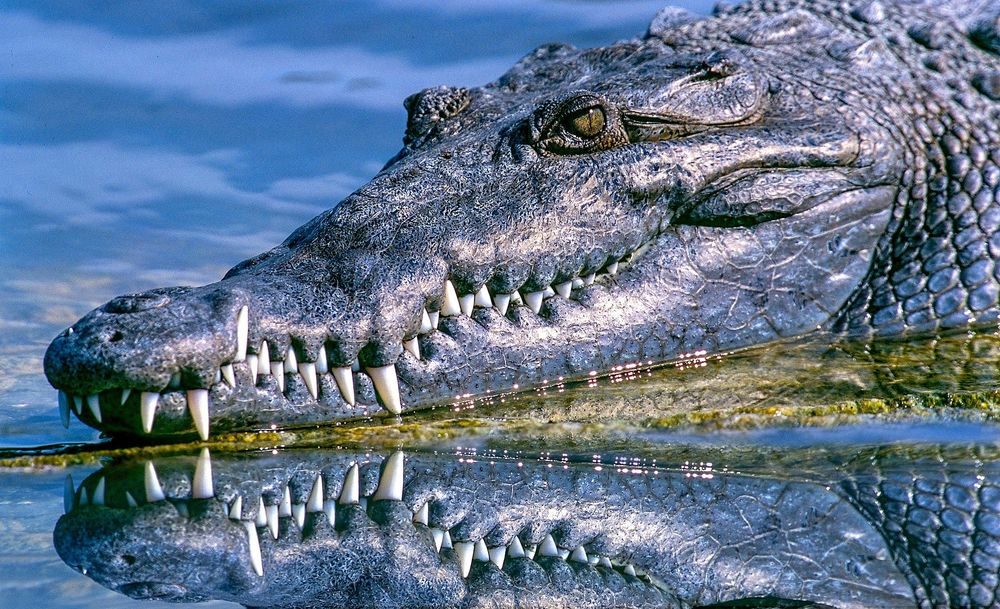 Des chercheurs découvrent la mystérieuse loi universelle de la nature qui code la forme des dents, des griffes, des cornes, etc.