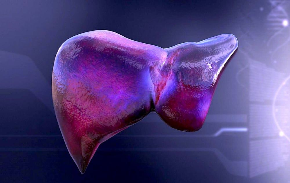 Des chercheurs parviennent à produire des organes transplantables en laboratoire