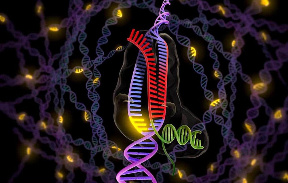 Des chercheurs observent des bactéries réparer de l'ADN endommagé en temps réel