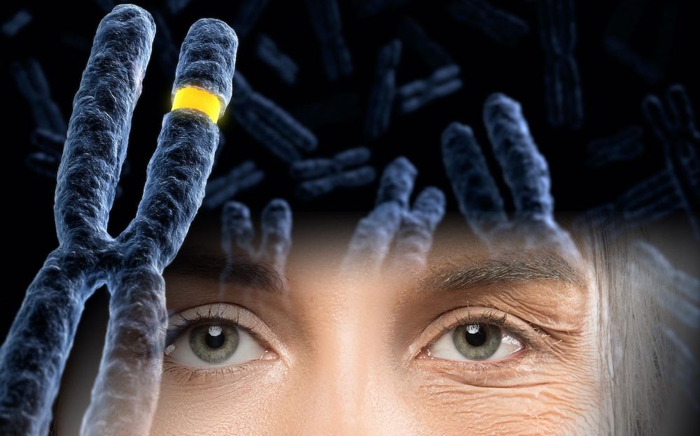 Des chercheurs ont partiellement inversé un processus de vieillissement cellulaire chez l'Homme