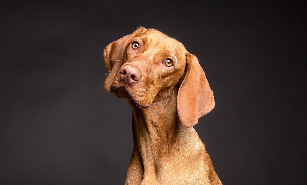 Les chiens nous ignorent s'ils savent qu'on ment, contrairement aux jeunes enfants