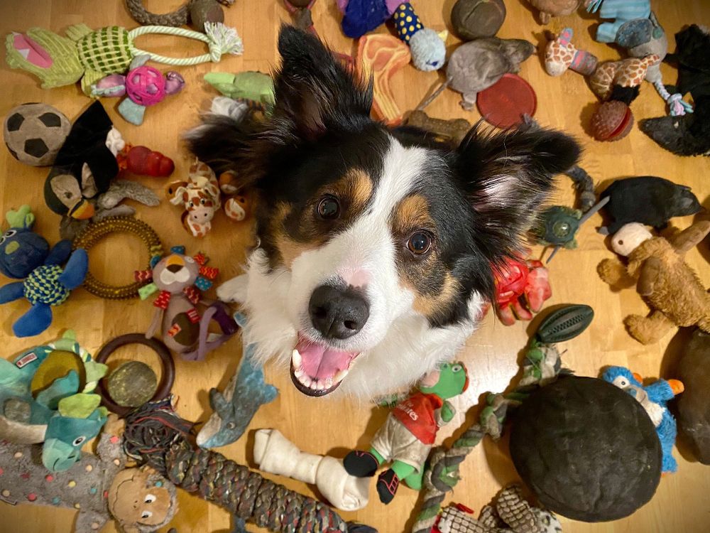 Les chiens peuvent se souvenir des noms de dizaines de jouets qu'ils n'ont plus revus pendant des années, révèle une étude