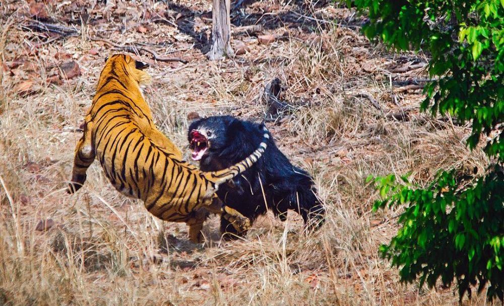 L'impressionnant combat entre un ours et un tigre. Pourquoi cette vidéo est-elle devenue virale ?