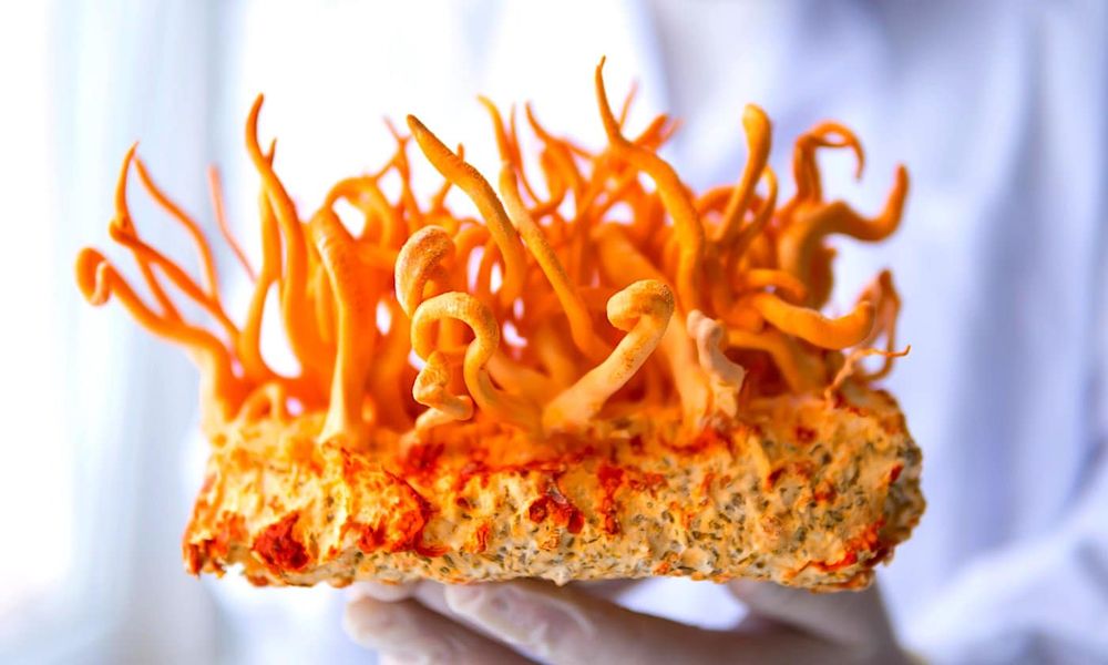 Un composé de champignon de l'Himalaya boosté offre 40 fois plus d'action anticancéreuse