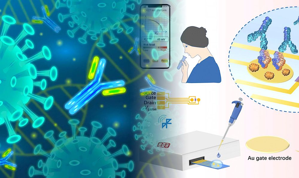 COVID : un test d'anticorps bon marché révèle si vous êtes immunisé en 5 minutes