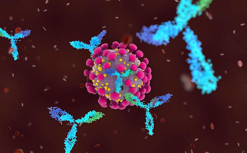 COVID : un test sanguin pour révéler les personnes à risque de développer une forme sévère