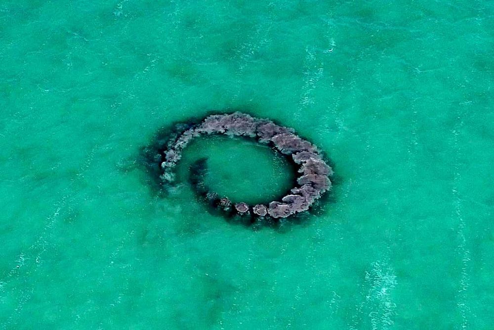 Des dauphins filmés en train de piéger des poissons dans des anneaux de boue