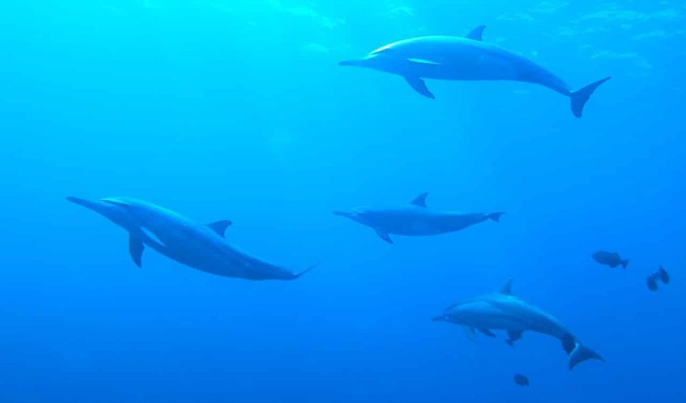 Les dauphins apprennent les "noms" de leurs camarades pour former des équipes