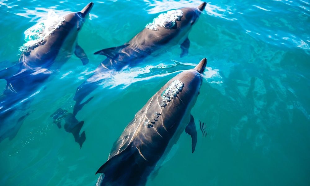 Les dauphins ajustent leur rythme cardiaque en fonction de la durée prévue de leur plongée