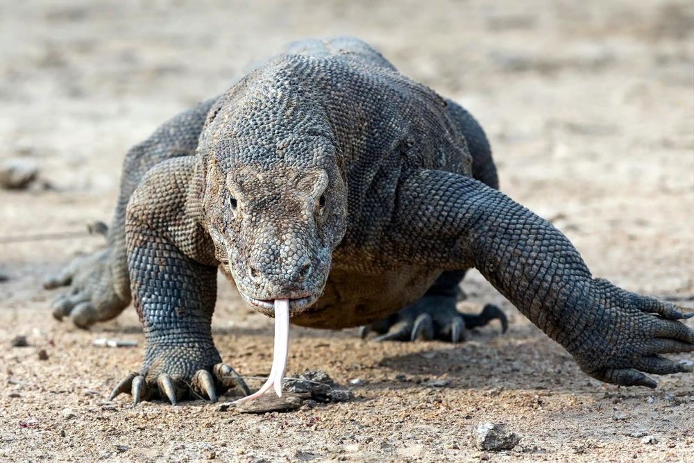 Découverte : les dents des dragons de Komodo sont recouvertes de fer