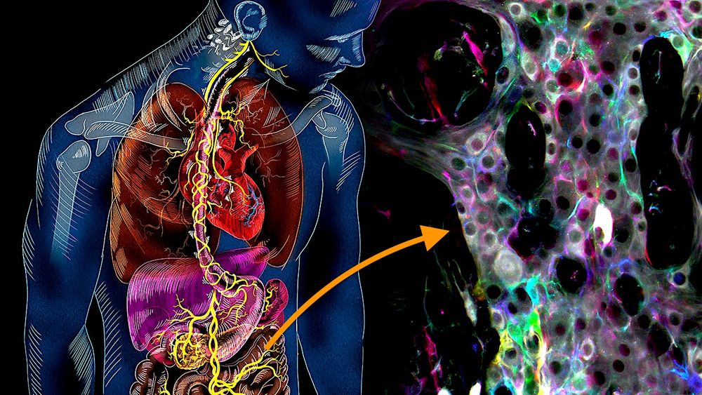Découverte de nouveaux mécanismes intestinaux autonomes : une nouvelle piste pour traiter l'intestin irritable