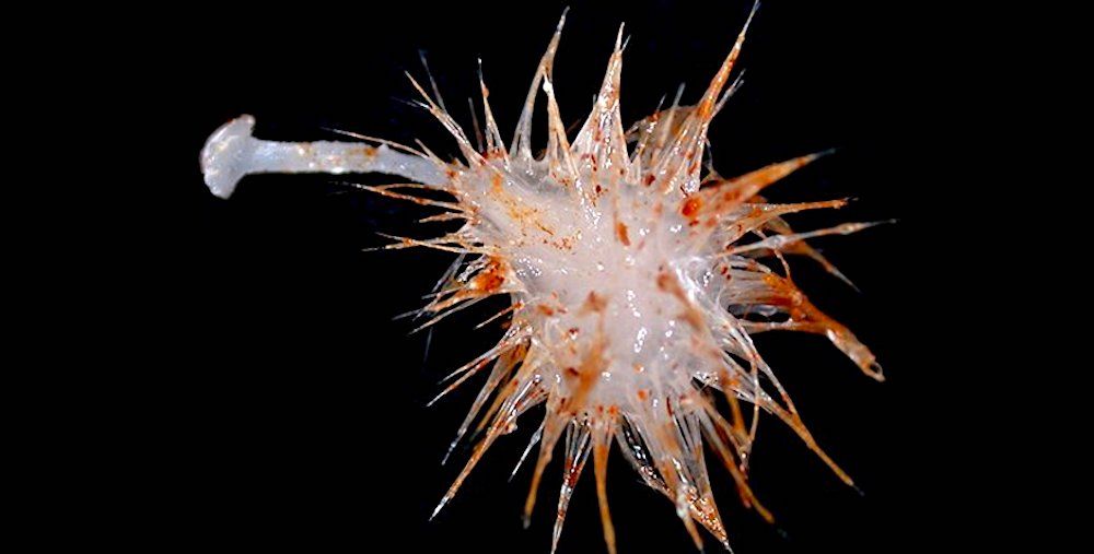 Découverte de trois nouvelles espèces d'éponges marines carnivores dans l'océan profond