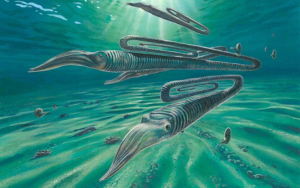 Cette créature ressemblant à un calmar géant en forme de trombone pouvait vivre plus de 200 ans