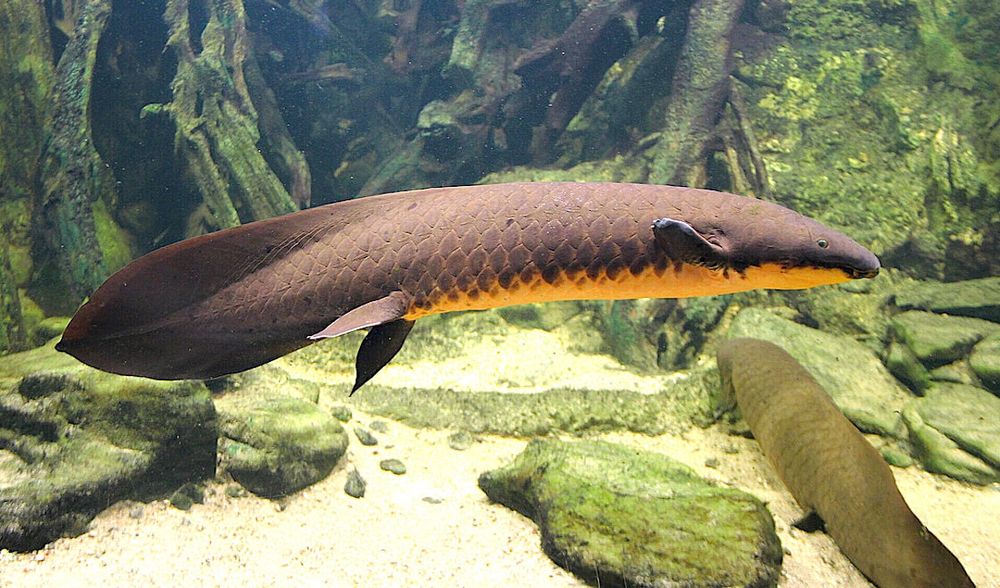 Découverte : le dipneuste d'Australie possède le plus grand génome de tous les animaux séquencés jusqu'à présent