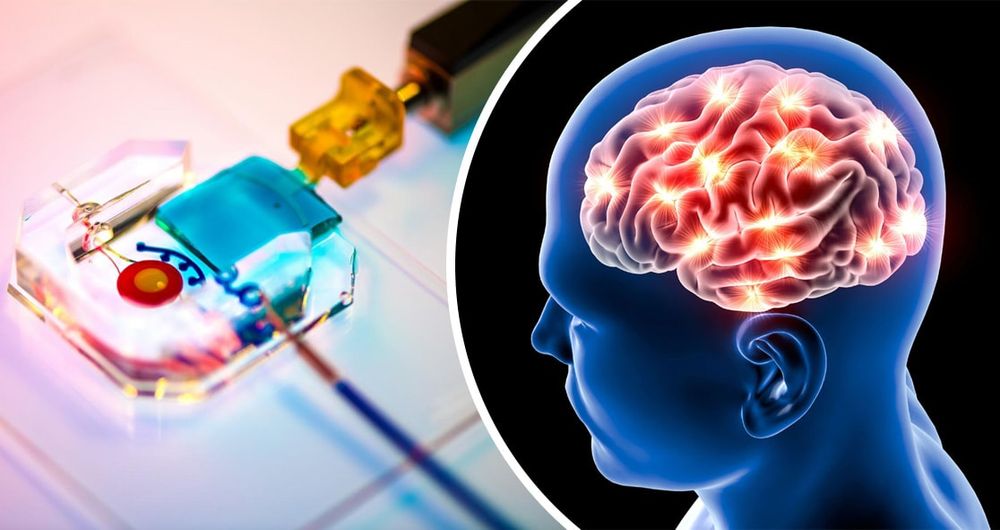 Des scientifiques parviennent à manipuler des cellules cérébrales à l'aide d'un smartphone