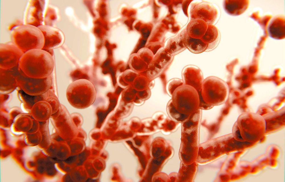 Des épidémies fongiques mortelles ont lieu à travers le monde