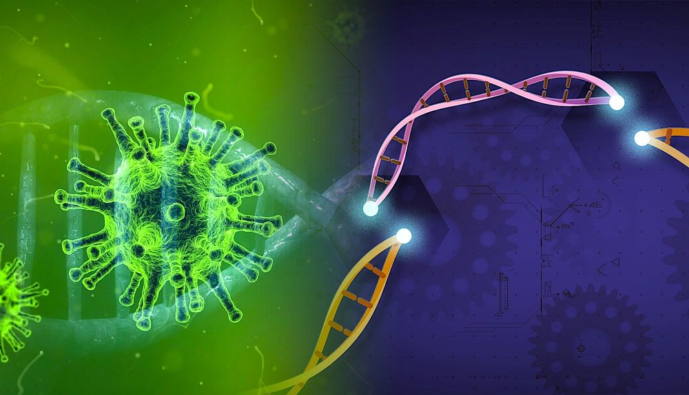 Espoir d'un traitement COVID efficace : l'outil d'édition génétique CRISPR bloque la réplication du virus