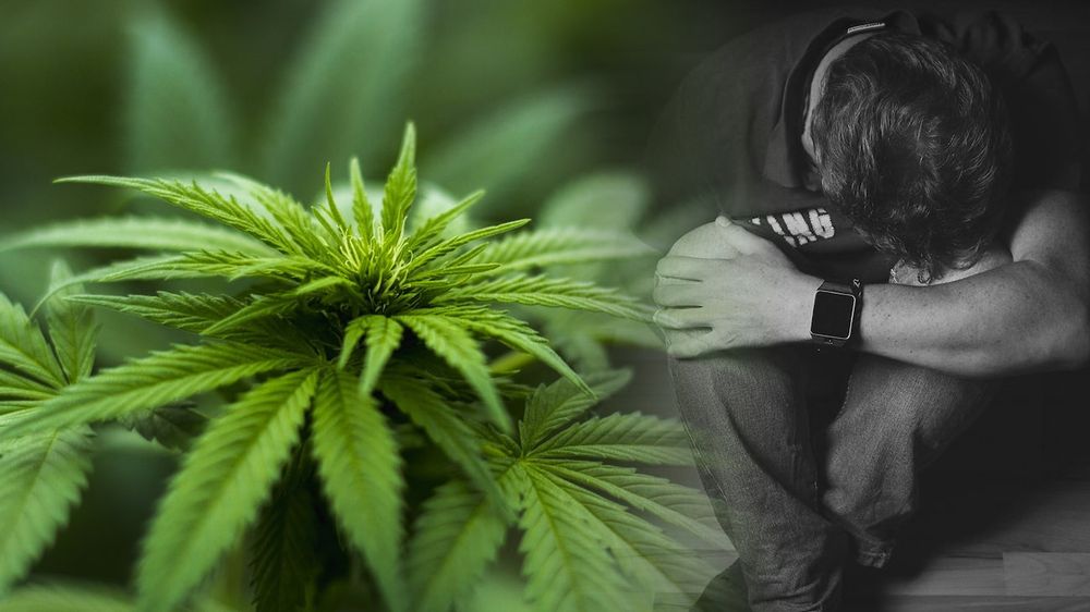 Une étude à long terme révèle les méfaits de la consommation régulière de cannabis sur la qualité de vie