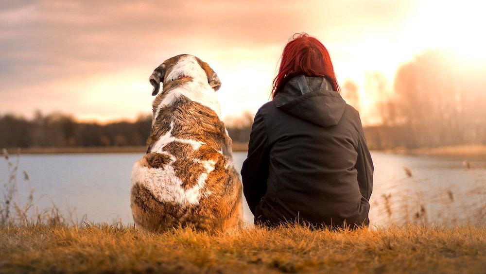 Une étude suggère comment prolonger naturellement la vie d'un chien
