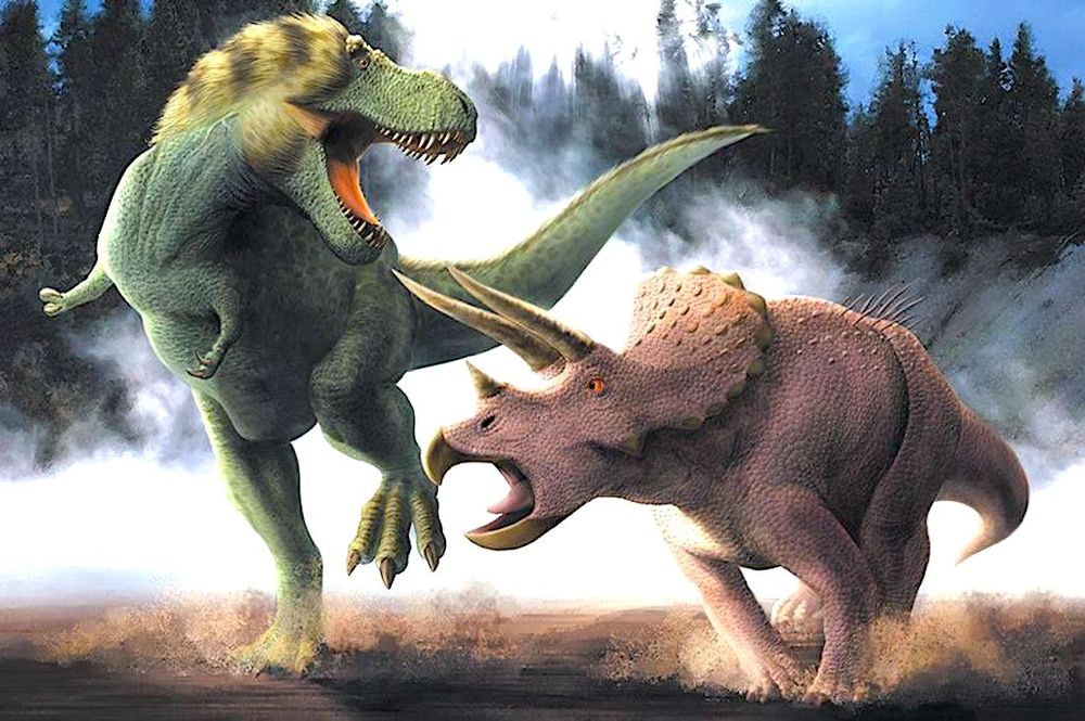 Un fossile d'un T-Rex et d'un Triceratops figés dans un combat perpétuel sera enfin étudié et révélé au public