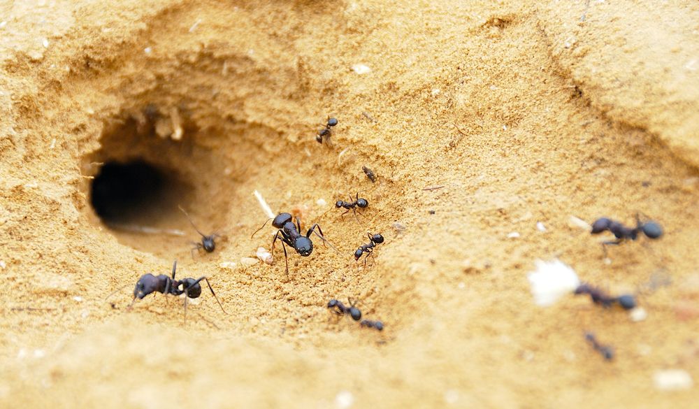 Les fourmis exploitent brillamment la physique du sol pour creuser des tunnels qui durent des décennies...