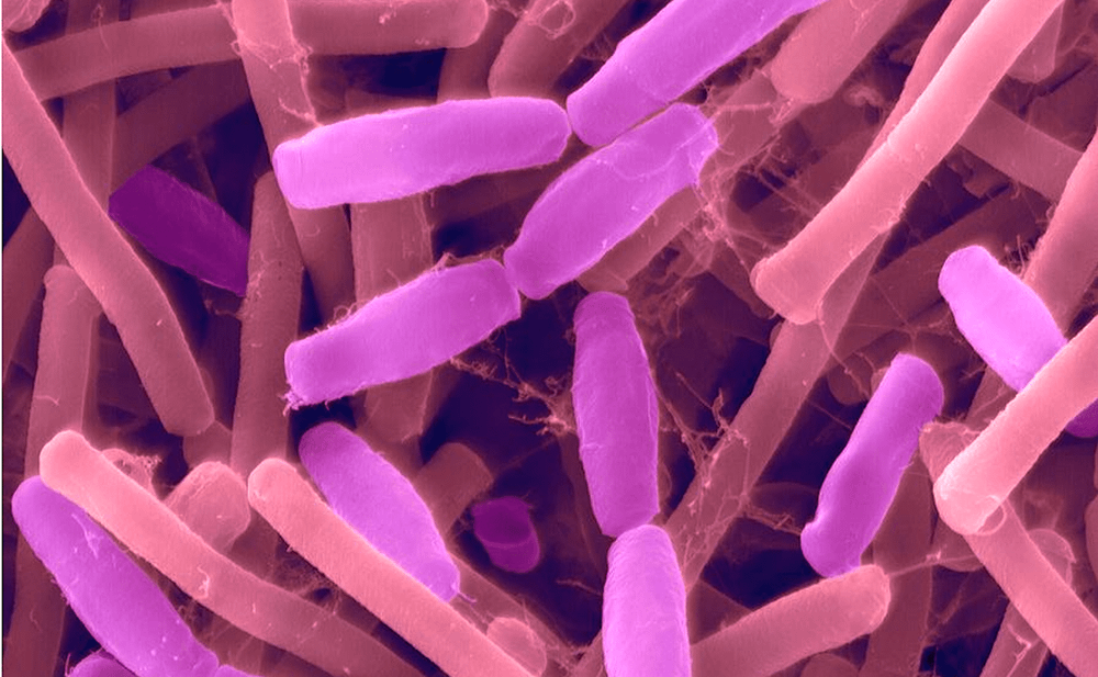 Des bactéries génétiquement modifiées pourraient nous guérir de l'intérieur de nos cellules