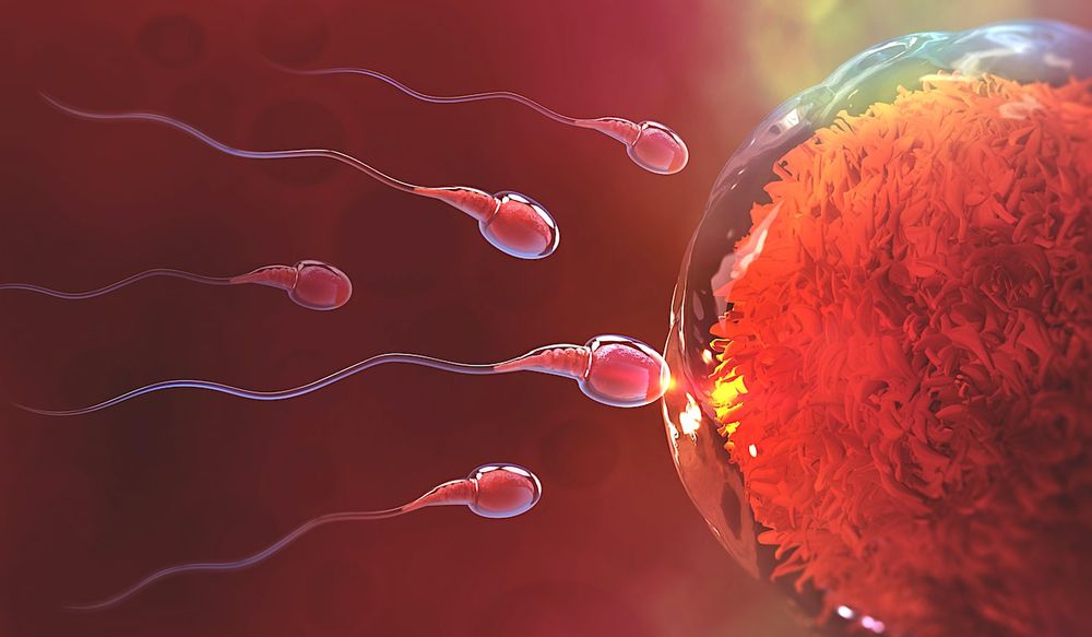 Après avoir reçu une greffe de moelle osseuse, le liquide séminal d'un patient ne contient plus que l'ADN du donneur