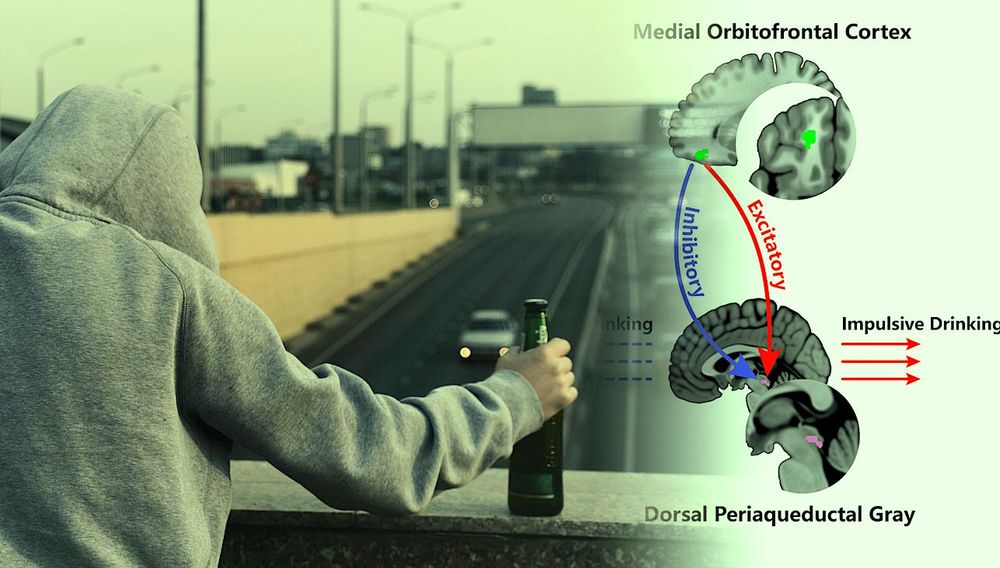 Identification de la potentielle origine neuronale de l'alcoolisme