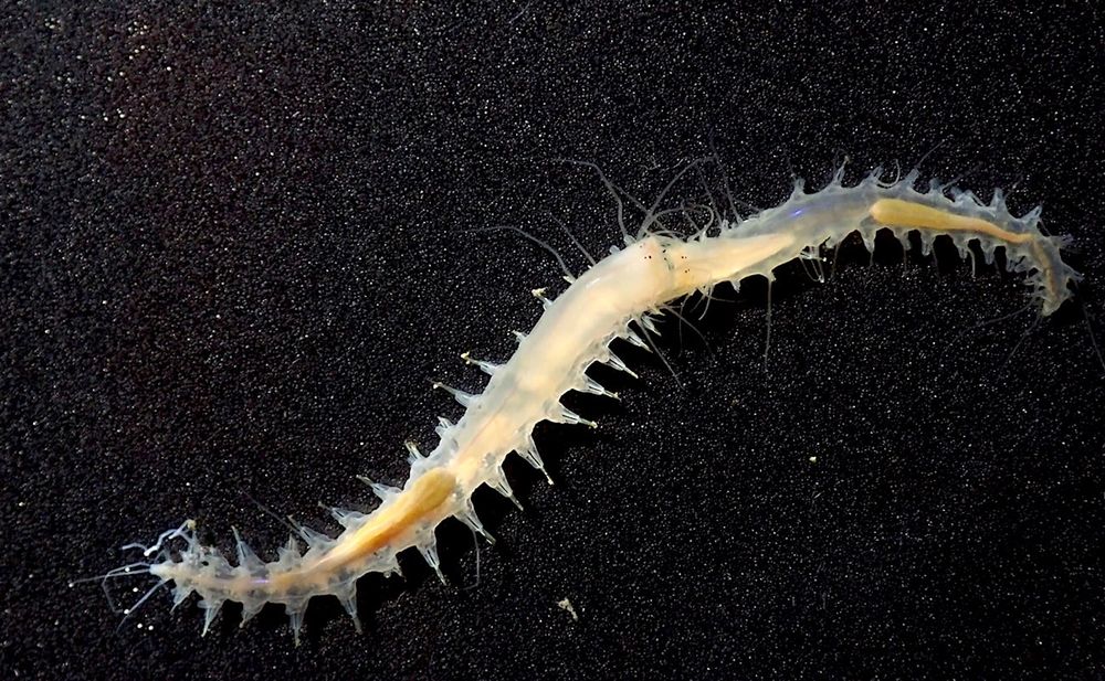 Regardez (et écoutez) ce petit ver émettre l'un des sons les plus puissants de l'océan