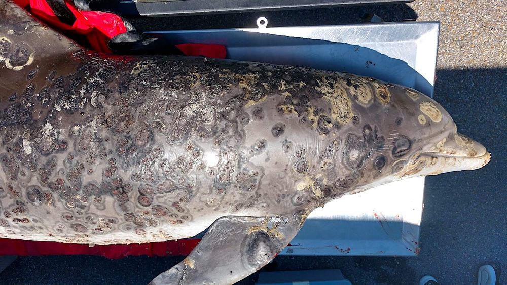 Une maladie cutanée dévastatrice chez le dauphin (couvrant jusqu'à 70% du corps) liée au changement climatique