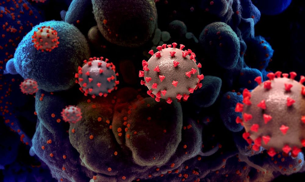 Un médicament bloque le coronavirus en « l'emprisonnant »