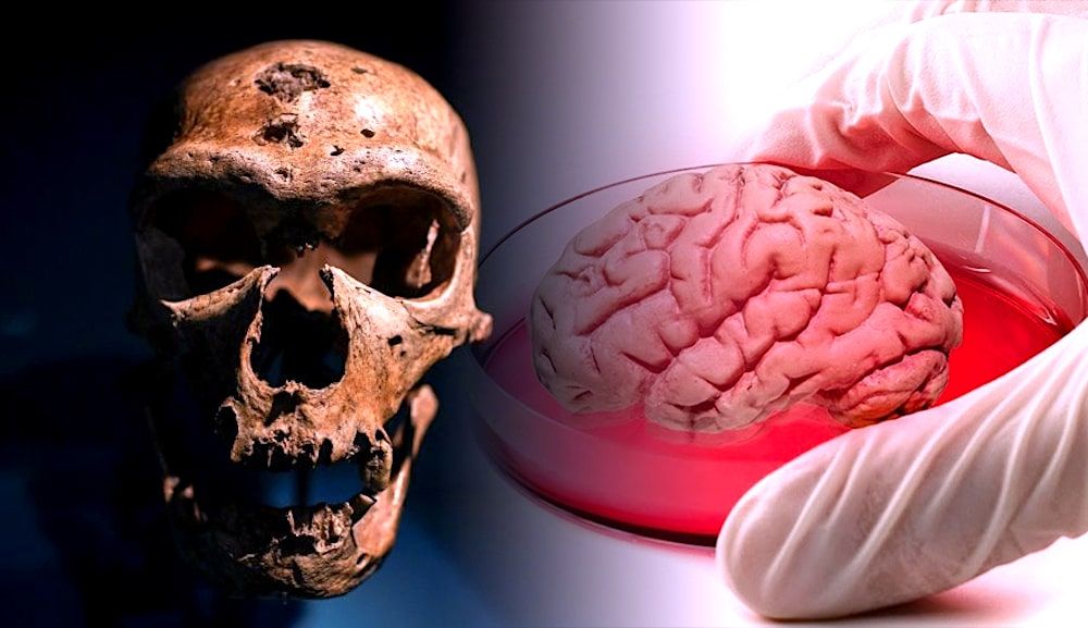 Des "mini-cerveaux" de type néandertalien créés en laboratoire avec l'outil CRISPR