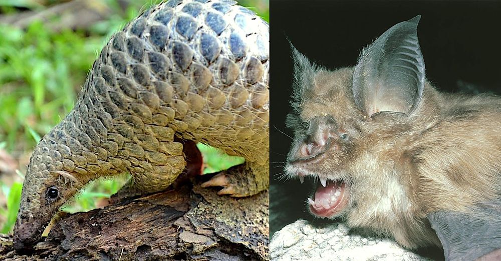 Le mystère s'épaissit concernant la véritable source animale du coronavirus