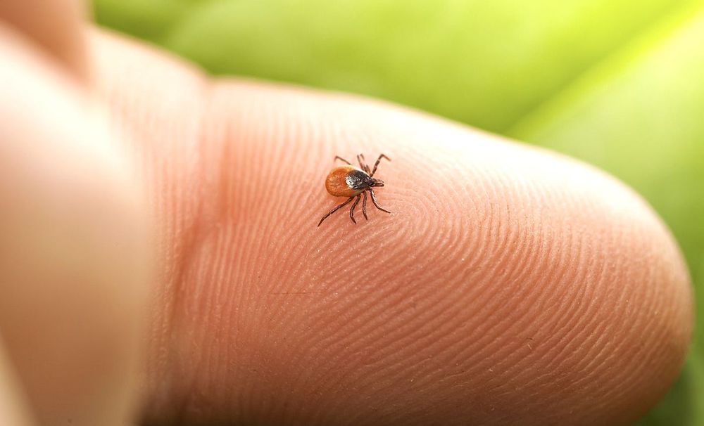 Un nouveau vaccin à ARNm pourrait prévenir la plupart des maladies dues aux tiques (dont la maladie de Lyme)