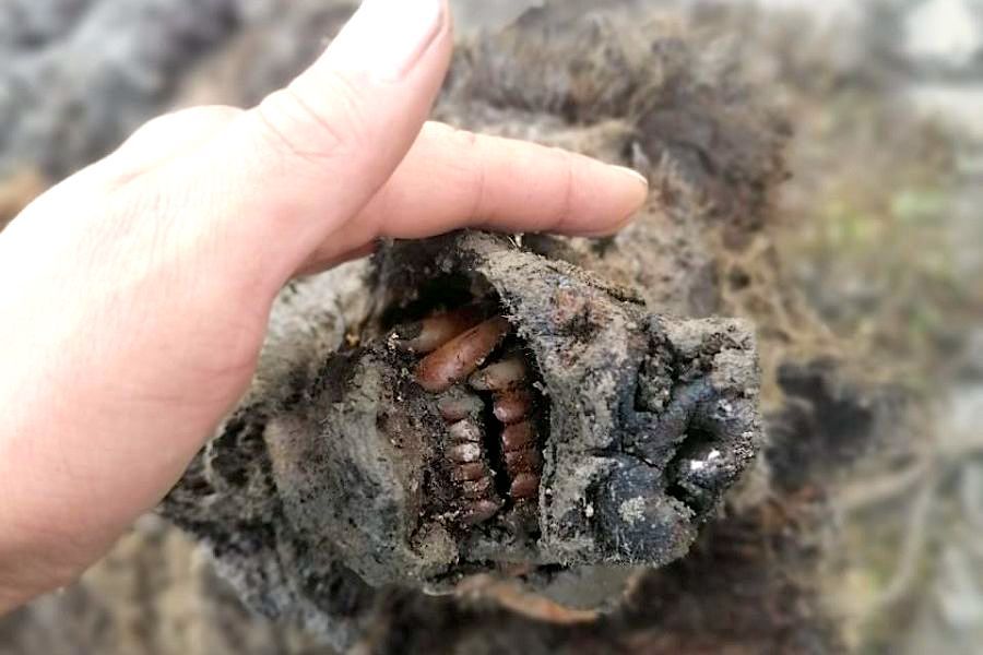 Un ours des cavernes étonnamment bien préservé datant de la période glaciaire découvert en Sibérie