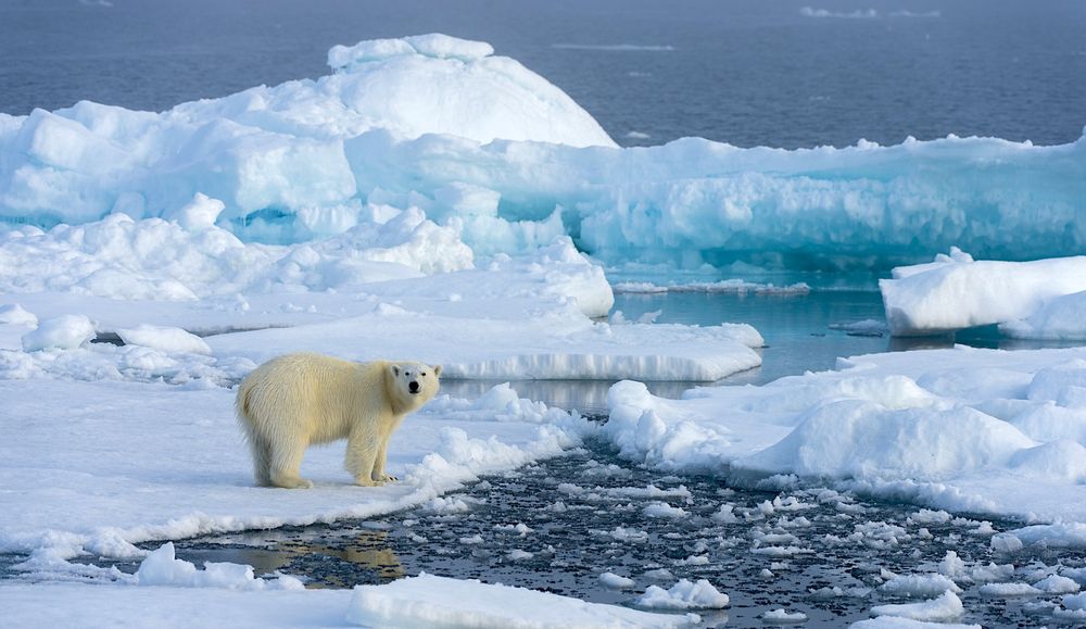 Une partie de la banquise arctique s'amincit deux fois plus vite qu'on ne le pensait auparavant