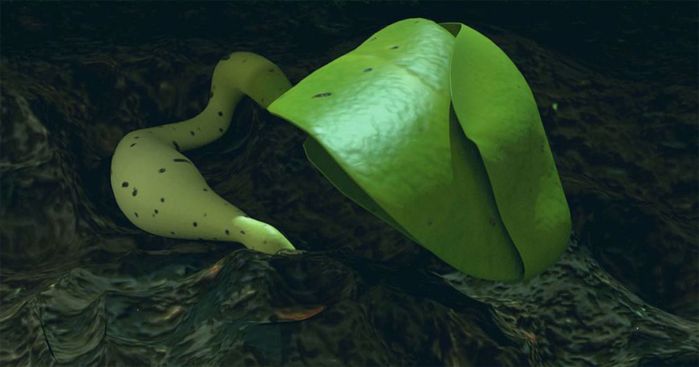 De nouvelles informations concernant la toute première plante lunaire, née dans le cadre de la mission chinoise Chang'e 4