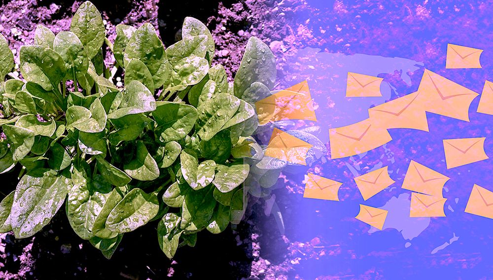 Des plants d'épinards qui envoient des e-mails lorsqu'ils détectent des explosifs