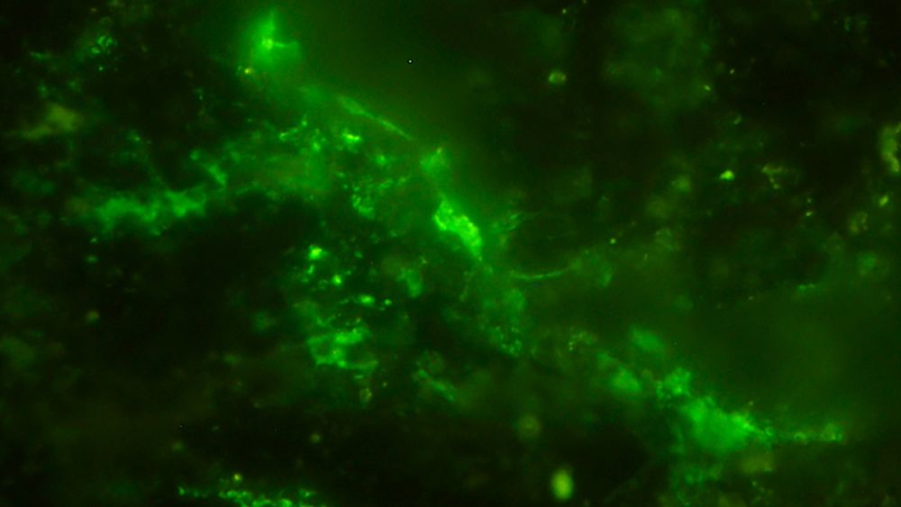 Les plus anciens microbes vivants connus à ce jour découverts dans une roche vieille de 2 milliards d'années