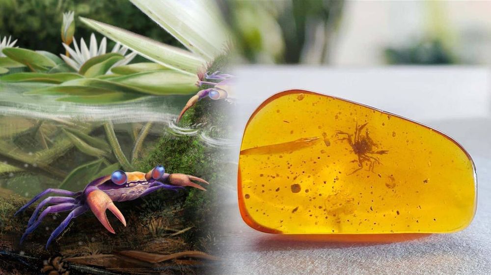 Première : découverte d'un crabe de l'ère des dinosaures piégé dans de l'ambre