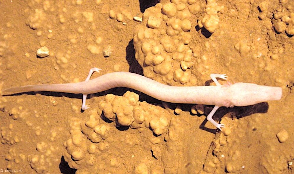 Une salamandre des grottes paresseuse serait restée au même endroit durant 7 ans