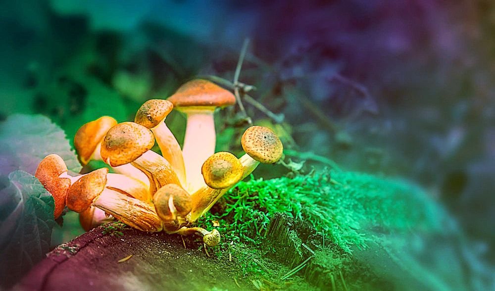 Les essais cliniques de phase 1 pour la psilocybine n'ont montré aucun effet indésirable