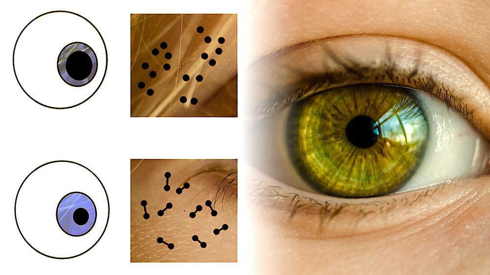 La pupille réagit aux informations numériques, et non seulement à la lumière