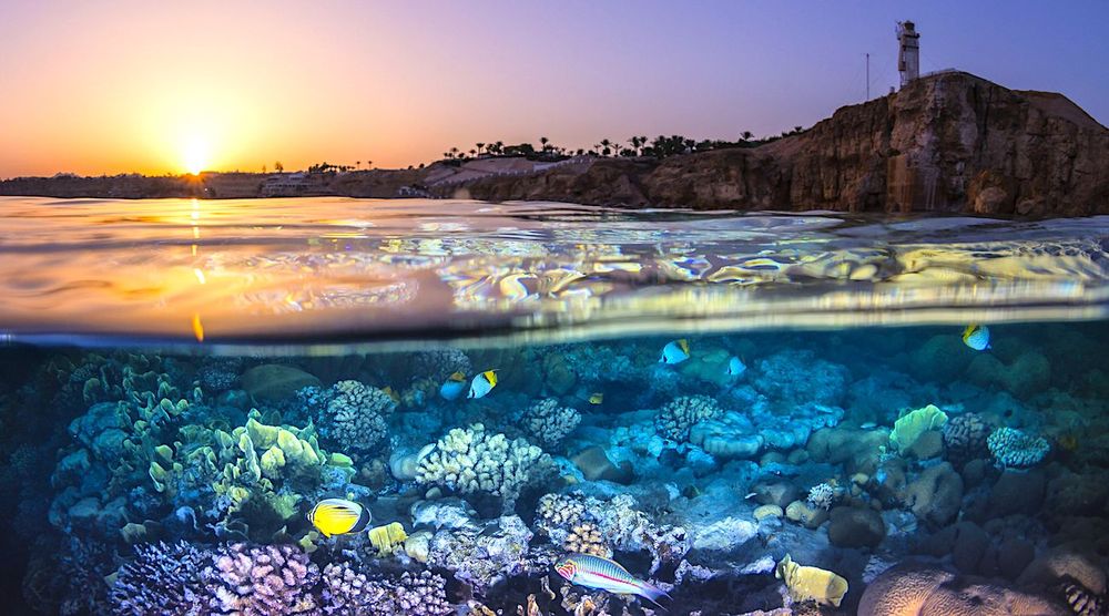 Il existe d'autres facteurs responsables de la destruction des récifs coralliens, et il est encore temps d'agir