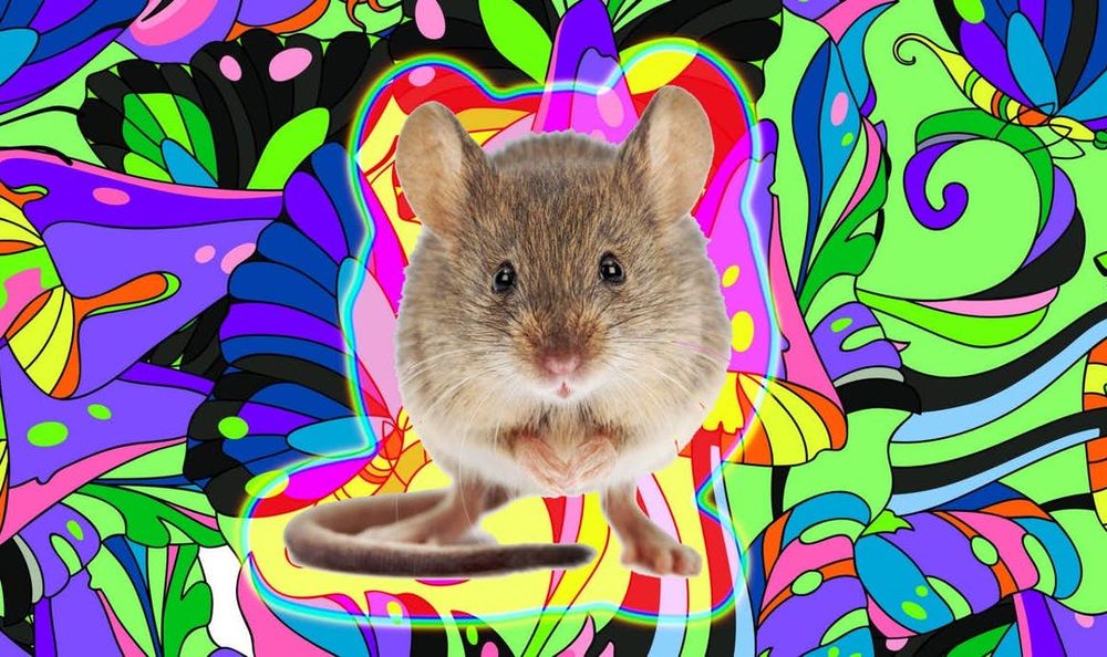 Des scientifiques ont fait halluciner des souris en utilisant uniquement des impulsions lumineuses