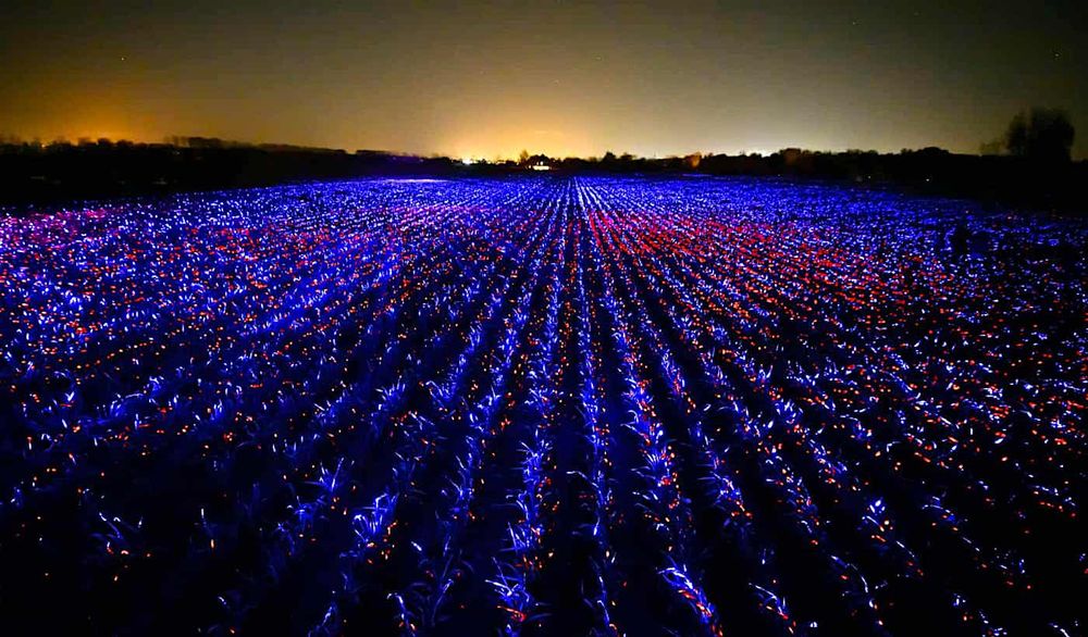 Un artiste néerlandais développe un système d'éclairage innovant pour stimuler les cultures