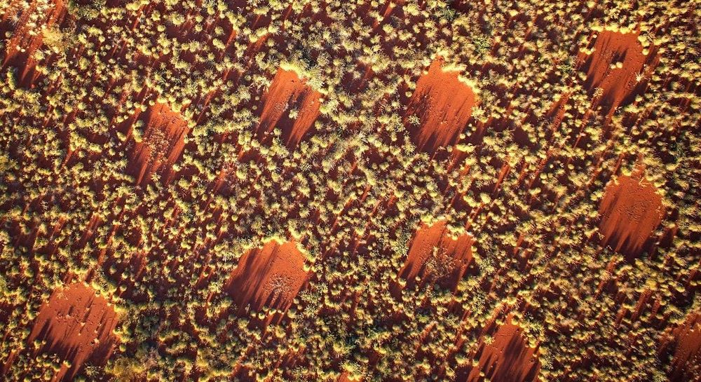 Les mystérieux cercles de fées expliqués par la théorie d'Alan Turing