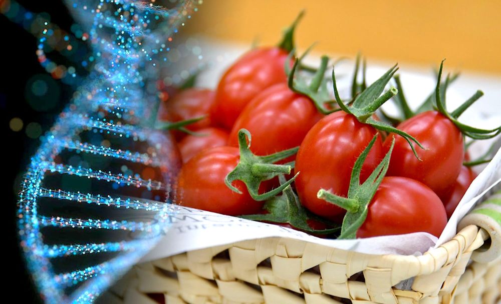 La tomate, premier aliment génétiquement modifié par CRISPR à être mis en vente