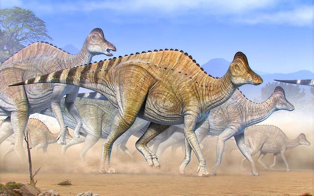 Des traces d'ADN vieilles de 75 millions d'années découvertes dans du cartilage de dinosaure